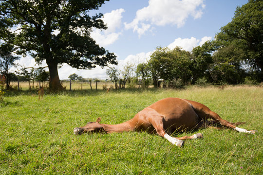 Pretty chestnut horse lying flat out in grassy field on a sunny summers day.