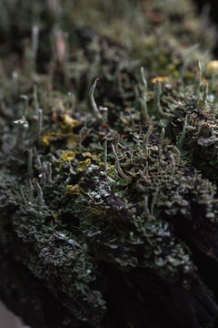 Macrophotography. Moss and lichen.