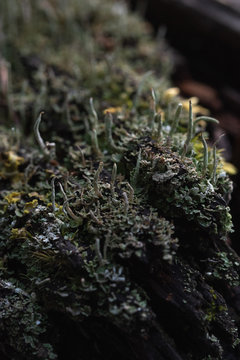 Macrophotography. Moss and lichen.