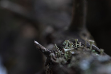 Macrophotography. Moss and lichen.