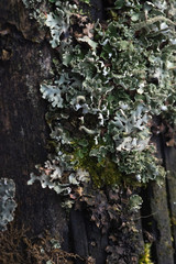 Macrophotography. Moss and lichen.