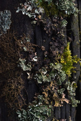 Macrophotography. Moss and lichen.