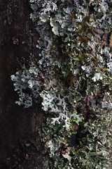 Macrophotography. Moss and lichen.