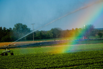 Auf dem von einem Sprinkler bewässerten Feld bildet sich ein Regenbogen