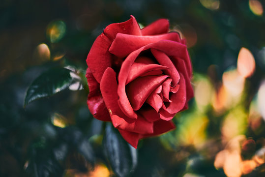 delicate and elegant red rose blooming 1