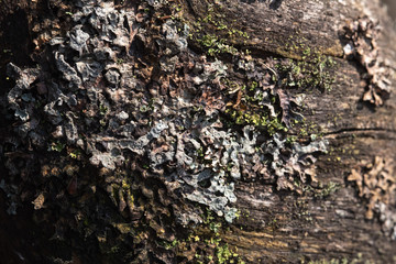 Macrophotography. Moss and lichen.
