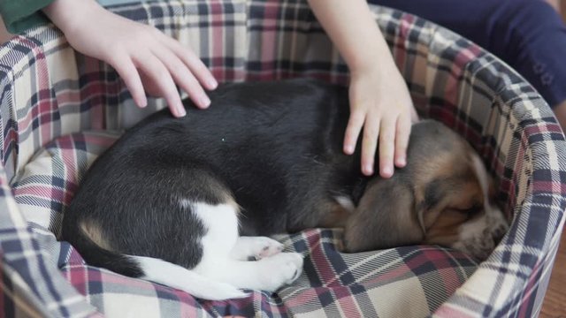 Children stroke a sleeping beagle puppy at home.