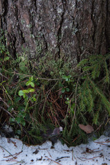 Macrophotography. Moss and lichen.