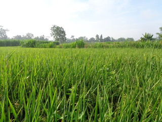 Beautiful view rice field with natural background