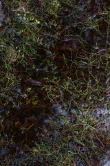 Blueberry bushes without leaves
