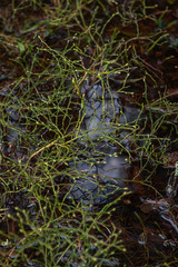 Blueberry bushes without leaves