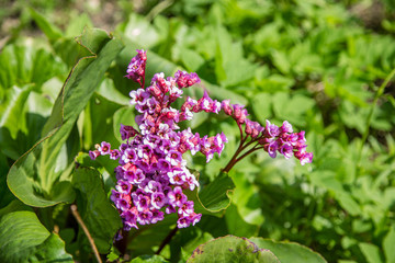 Pink purple flowers in the garden grass