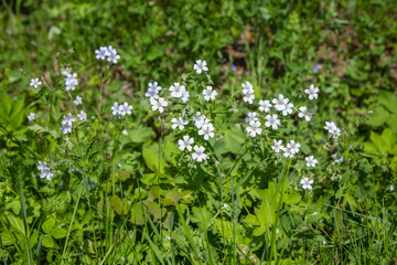 Obraz na płótnie Canvas White spring flowers in the grass