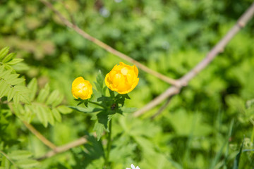 Trollius ranunculus buttercup yellow flower bud