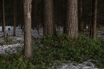 Fototapeta premium Thawed patch with bushes of cranberries on it.