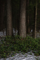 Thawed patch with bushes of cranberries on it.