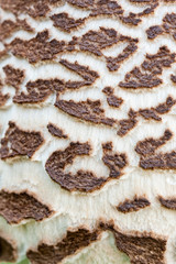Detail of the hat of a rhacodes macrolepiota. Closed frame