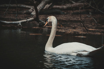 swan swims in the lake