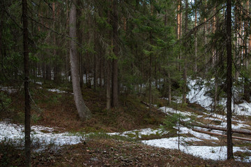 Taiga forest on a sunny spring day.