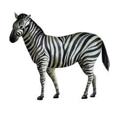 Watercolor illustration. Zebra standing on the side.