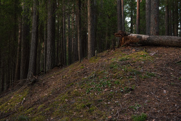 Felled rotten pine tree in the spring forest.