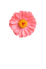 Pink zinnia flower isolated on a white background with vibrant colour close up. One single flower head.