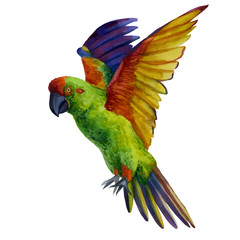 Watercolor illustration. A winged parrot, a flying parrot.