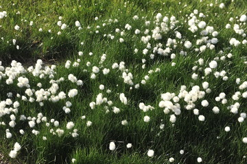 Polar flowers on the islands of Svalbard archipelago.