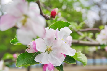 Blooming apple tree. Malus domestica
