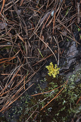 Macrophotography. Moss and lichen.
