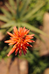 Flowering Aloe Plant