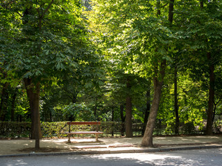 park with a bench among the trees