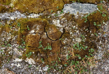 Obraz premium Polar flowers on the islands of Svalbard archipelago.