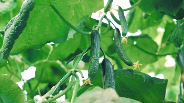 Small cucumbers growing on plant.