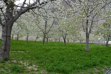 Fototapeta na wymiar Cheery Blossom in Khanaabad, Hunza
