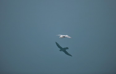 Seabird flies over the surface of sea water.