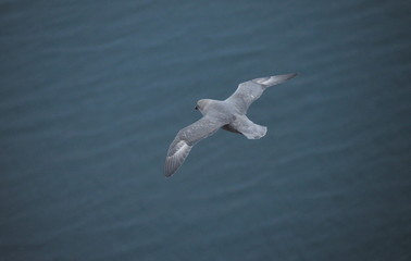 Seabird flies over the surface of sea water.