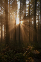 Sun flare in the forest