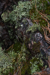 Macrophotography. Moss and lichen.