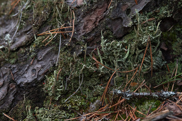 Macrophotography. Moss and lichen.