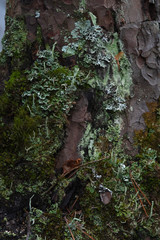 Macrophotography. Moss and lichen.