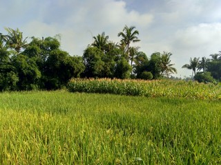 Beautiful view rice field with natural background