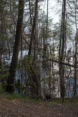 The shore of the forest lake in the spring