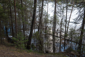 The shore of the forest lake in the spring