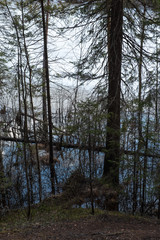 The shore of the forest lake in the spring