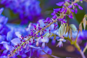 purple panicle tree is locally plant of japan, wisteria grown in İstanbul