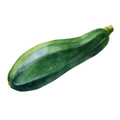 Watercolor illustration, squash. Hand drawn watercolor painting on white background. Isolated eco food illustration on white background.