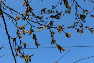 
Birch flowers look like earrings. Birch bloomed in spring