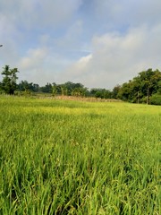 Beautiful view rice field with natural background