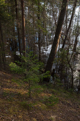 The shore of the forest lake in the spring